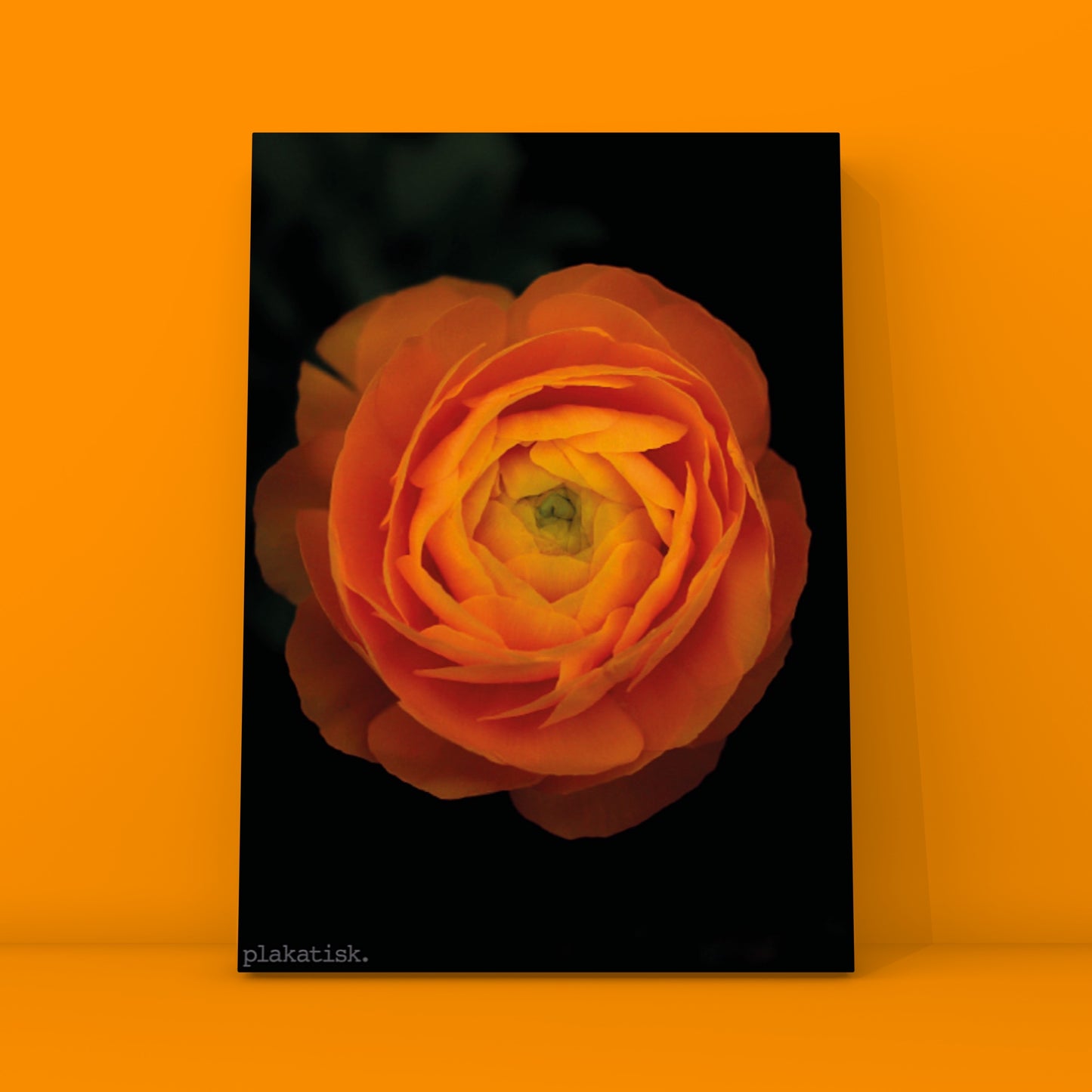 Orange ranunkel - Plakatisk