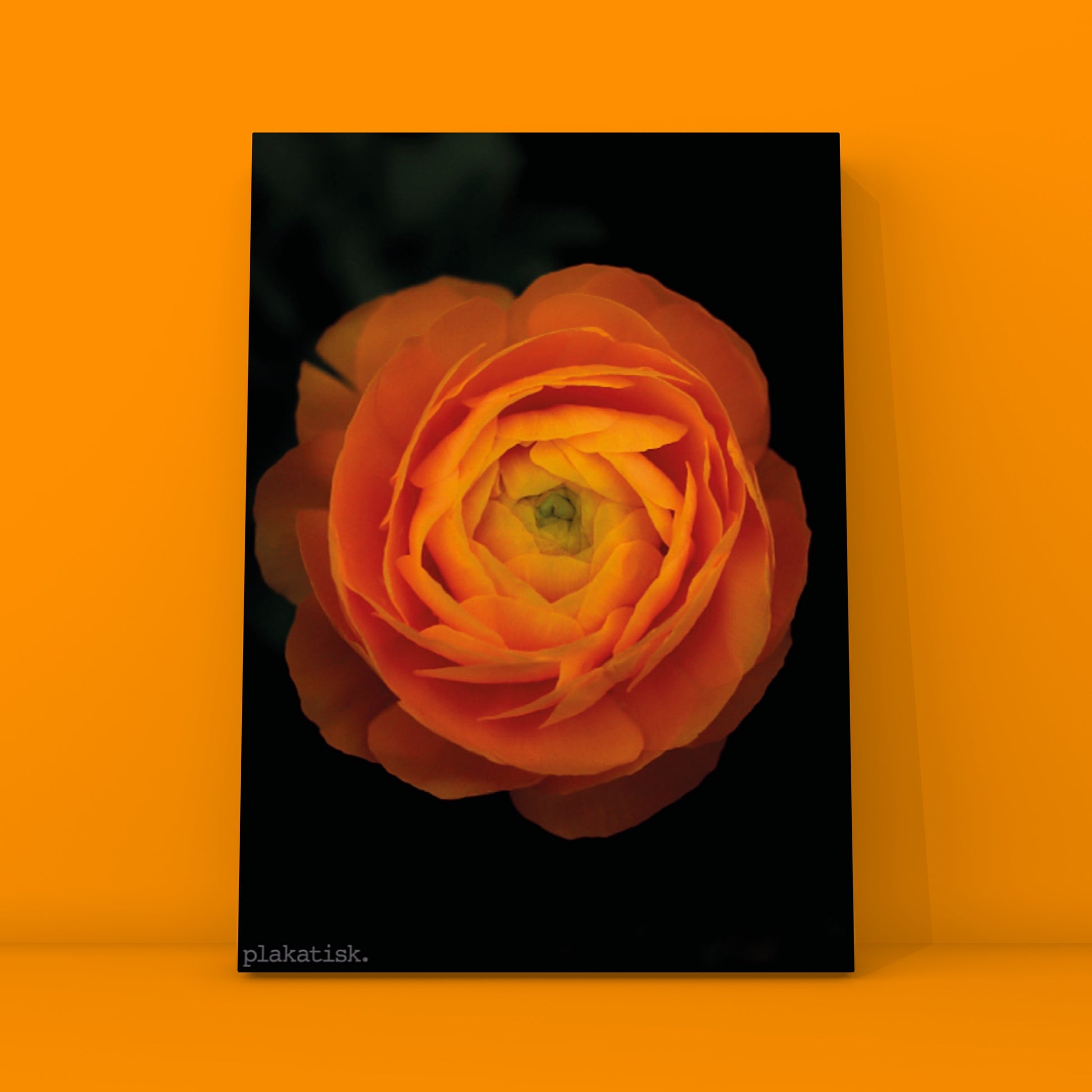 Orange ranunkel - Plakatisk