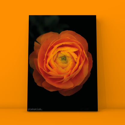 Orange ranunkel - Plakatisk