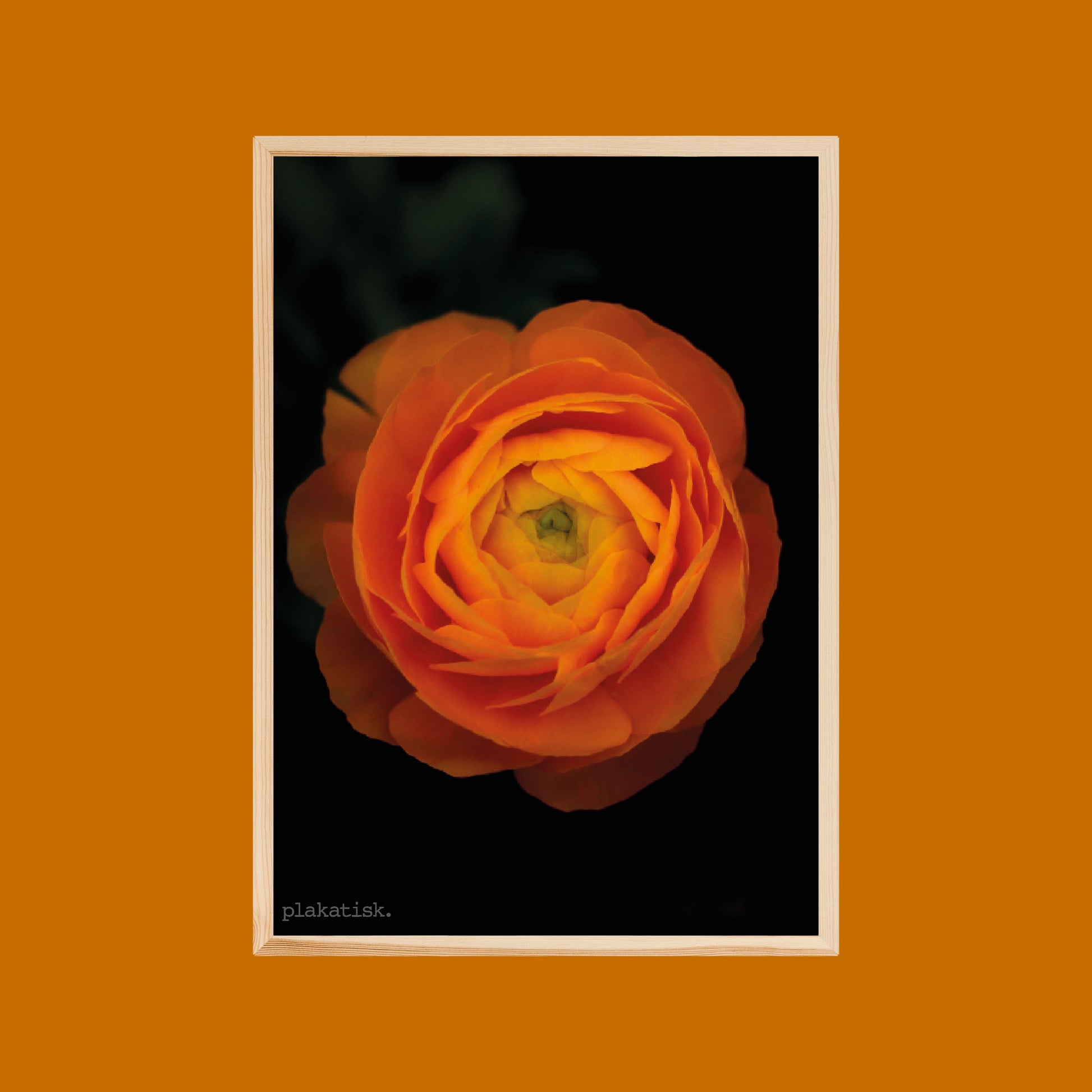 Orange ranunkel - Plakatisk