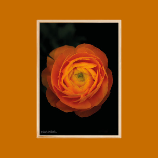 Orange ranunkel - Plakatisk