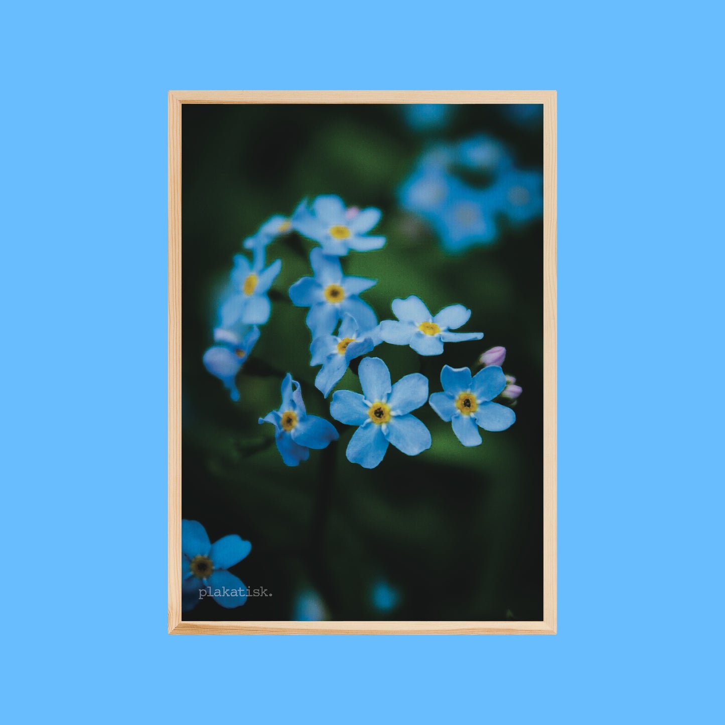 Blå blomster - Plakatisk