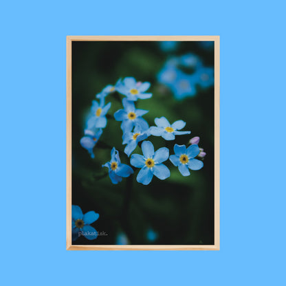 Blå blomster - Plakatisk