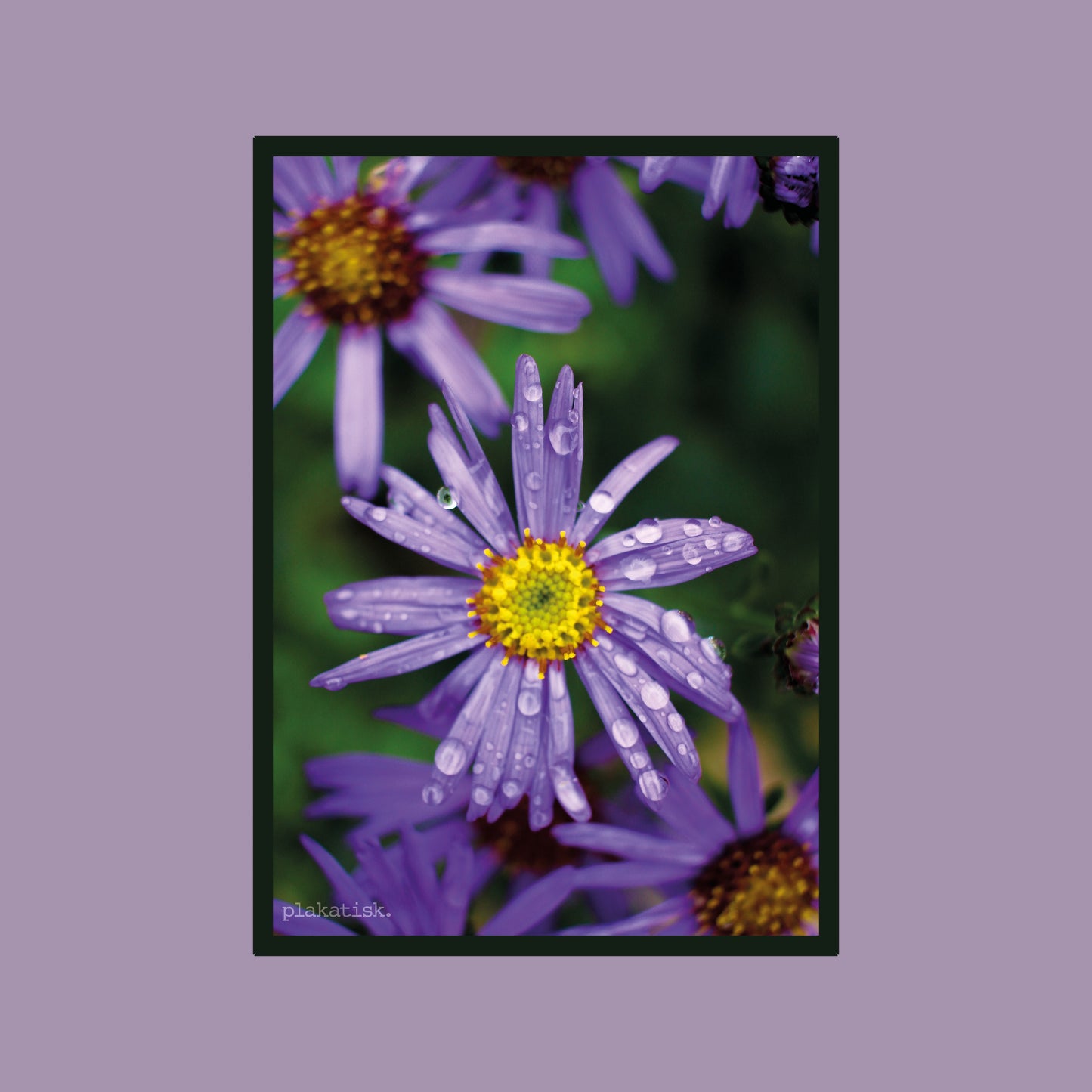 Lilla blomster - Plakatisk