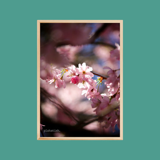 Sakura II - Plakatisk