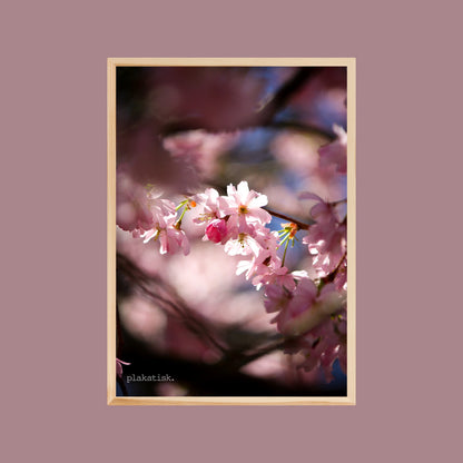 Sakura II - Plakatisk