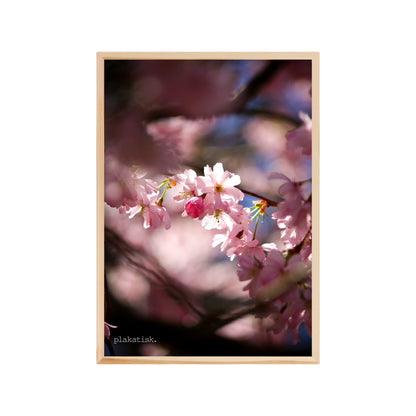 Sakura II - Plakatisk